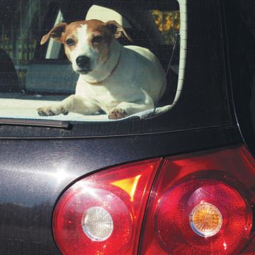 Как собака следует за хозяином, так и автомобиль переезжает вместе с компанией. А значит, новая регистрация машины неизбежна