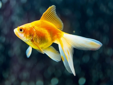 Если бы золотая рыбка правда могла исполнять желания, ИП попросили бы сделать требования к учету четкими и ясными, чтобы не пришлось судиться с ИФНС