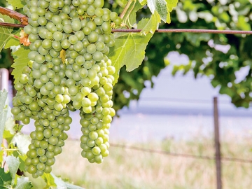Виноделы вряд ли обрадуются новости о введении акциза на винодельческий виноград. Да и некоторые потребители тоже