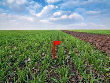 Арендуете муниципальную землю? Значит, являетесь налоговым агентом по НДС. Но платить его не придется, как и земельный налог