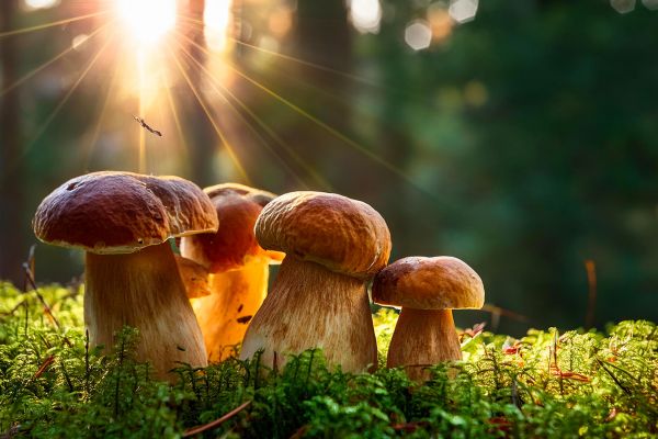 Новости: Что нужно сделать бухгалтеру с 11 по 15 августа