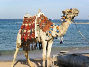 Новости: Без воды могут обходиться верблюды и… упрощенцы