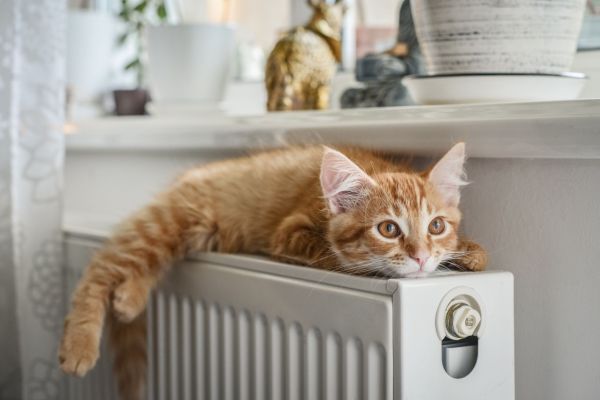 Новости: Предлагается ввести новый НДФЛ-вычет - ветеринарный