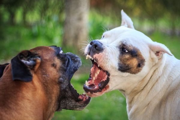 Новости: За выгул собак без намордника граждан будут штрафовать