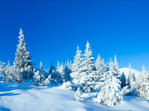 Новости: Живую новогоднюю елку следует покупать, а не приносить из леса