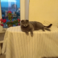 Аватар
